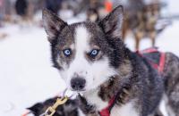 images/animals/bev_animals_02.jpg